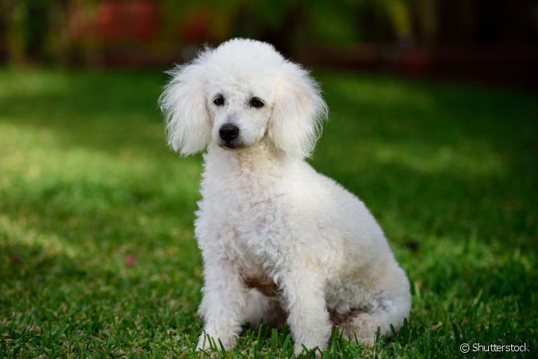 5338-poodle-uma-raca-cheia-de-amor-para-dar-articles_media_mobile-3
