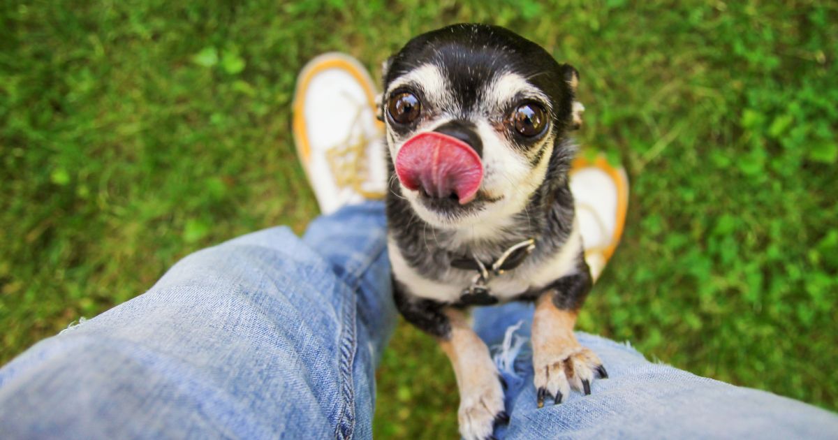 8019-cachorro-carente-descubra-o-que-causa-o-opengraph_1200-2