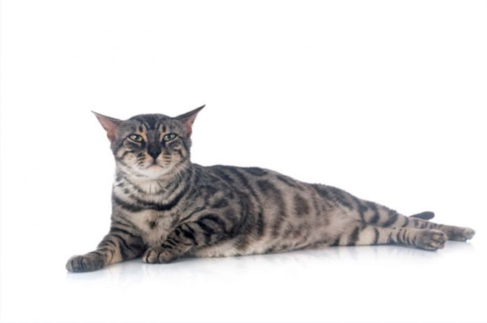 cuanto-tiempo-es-el-embarazo-de-una-gata