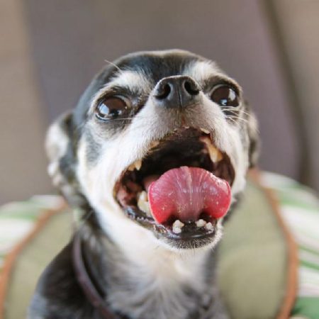 cachorros-nervosos-03