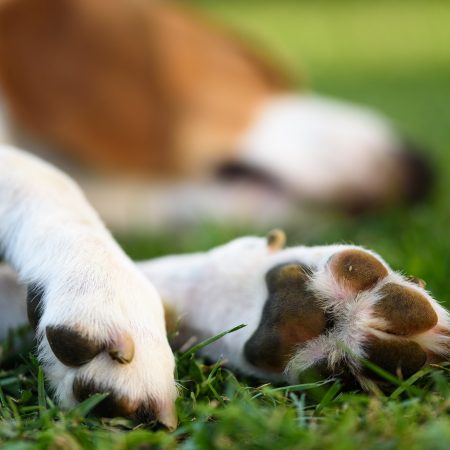 macro-shoot-of-beagle-dog-paw-feet-and-nails-blurry-head-in-background.jpg