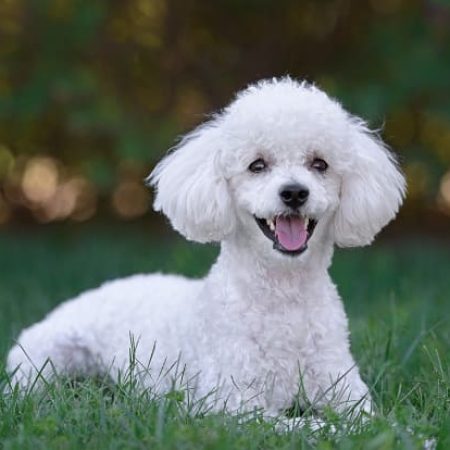 nomes-para-Poodle-Petlove